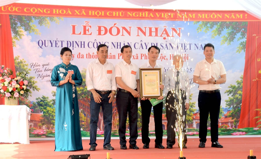 Hai[-]c&acirc;y[-]Đa[-]cổ[-]thụ[-]th&ocirc;n[-]Xu&acirc;n[-]Ph&uacute;[-]được[-]c&ocirc;ng[-]nhận[-]C&acirc;y[-]Di[-]sản[-]Việt[-]Nam